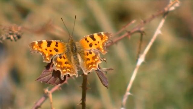 Comma Butterfly - Gehakkelde aurelia Vlinder - Polygonia c-album смотреть онлайн