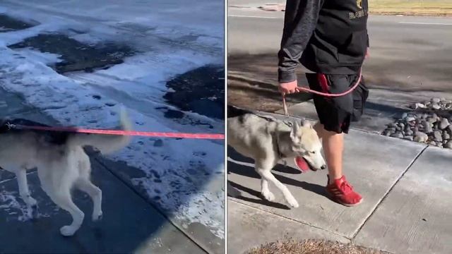 Inside Look: Husky Before and After - Side by Side Comparison смотреть онлайн