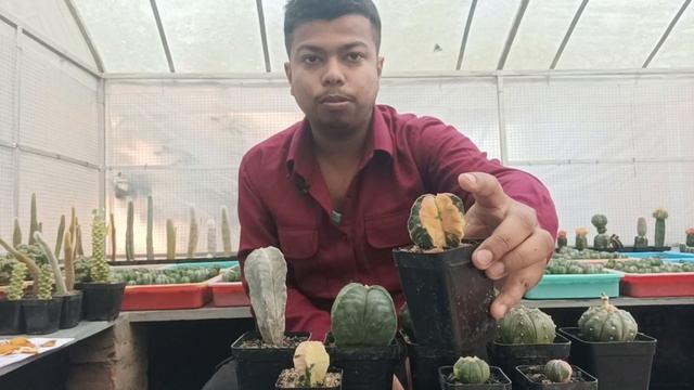 ASTROPHYTUM MYRIOSTIGMA & ASTERIAS CACTUS/ WEST BENGAL CACTUS/ INDIA CACTUS смотреть онлайн