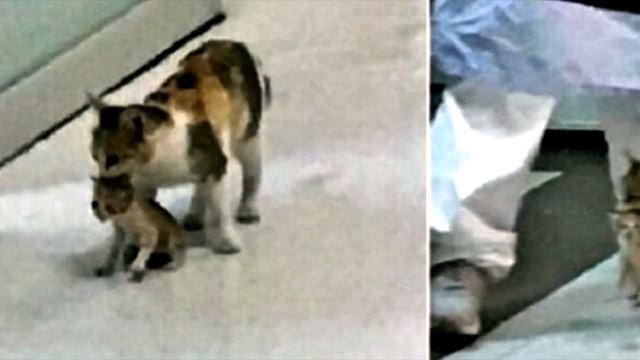 Кошка пришла в больницу. Сотрудники не поверили глазам, увидев её! смотреть онлайн