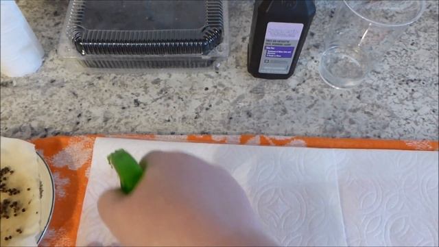 Огородничество. Выпуск #7 - Супер Способ Посева СВЁКЛЫ на Рассаду с 3% Перекисью Водорода! Аляска