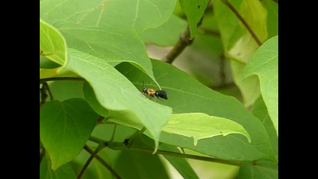Giant Resin Bee Blooper Takeoff 240fps オオハキリバチ♂が離陸失敗で墜落【スローモーション】 смотреть онлайн