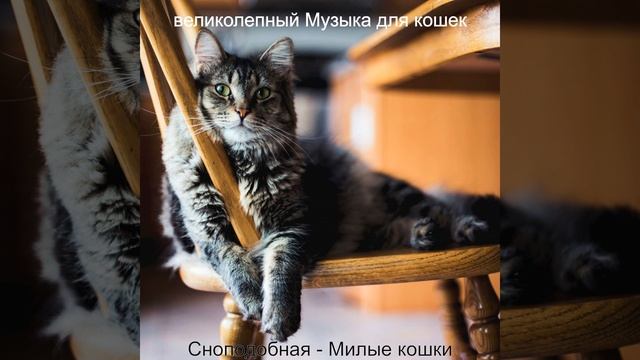 Атмосфера (Расслабляющие кошки) смотреть онлайн