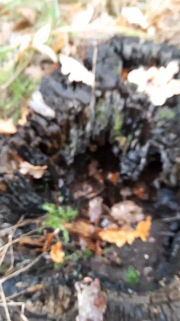 Что внутри пня?