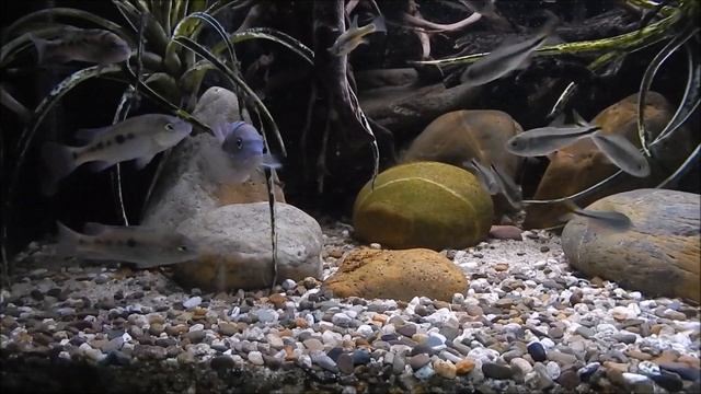 Rheoheros Coeruleus смотреть онлайн