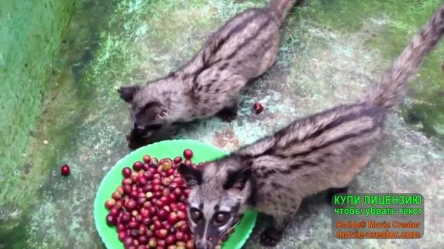 ТОП самой дорогой еды смотреть онлайн