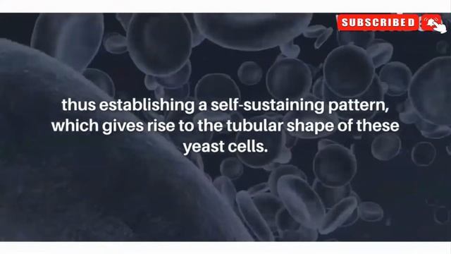 How Do Cells Acquire Their Shapes? Is It Possible To Control Cells Shape By Light??