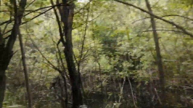 Въ лѣсъ по грибы  (Лѣто ҂зфк҃ѳ. ѕ҃. в҃і.)