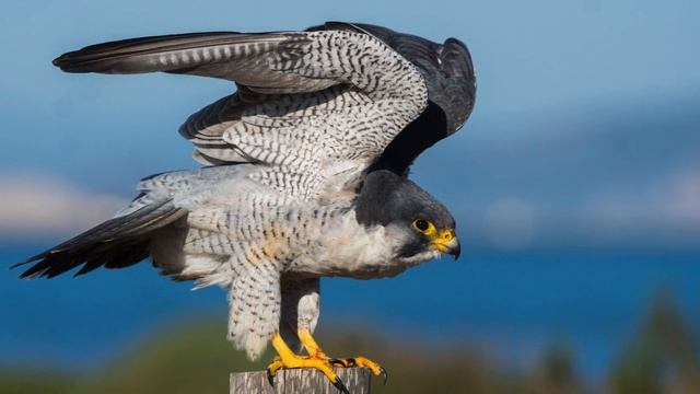 سرعات للحيوانات لا تصدق смотреть онлайн