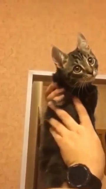 Кот - сова 😼🦉😼 смотреть онлайн