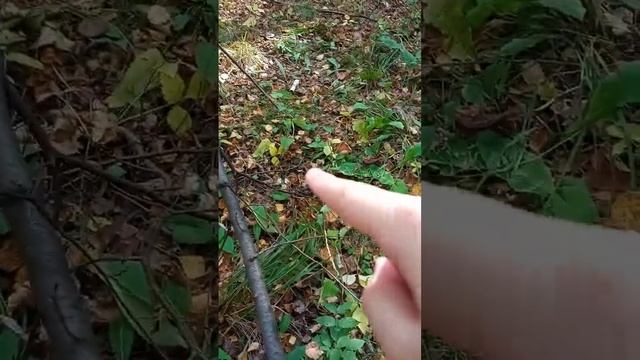 Впервые пошли за грибами в лес