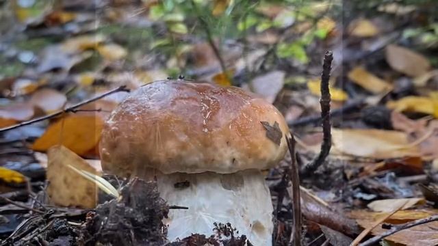 Белые грибы 2022 сказочно хрустят смотреть онлайн