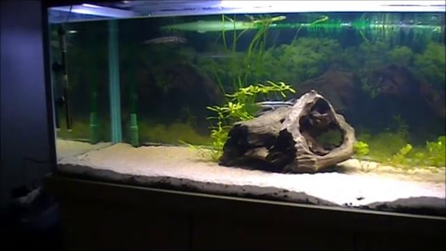 Opius Aquarium (720 litre) смотреть онлайн