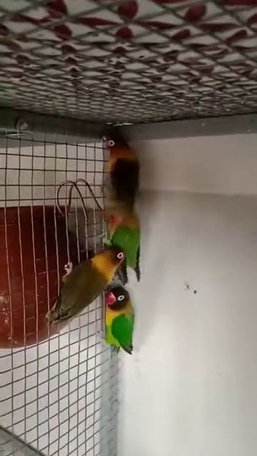 5 female AFRICAN LOVE BIRDS GREEN FISHER MASK FOR SALE смотреть онлайн