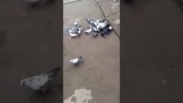 МОИ ГОЛУБИ ДУШАНБЕ смотреть онлайн