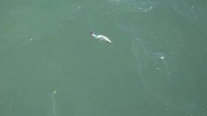 Best Swimbait  ILLEX SUPER FREDDY 195 REAL SWIM