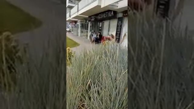 Свадебный салон в Гданске смотреть онлайн