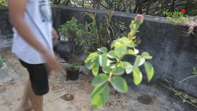 How To Control Rose Dieback Disease ?