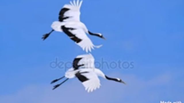 Аслан Борсов-ЖУРАВЛИ смотреть онлайн