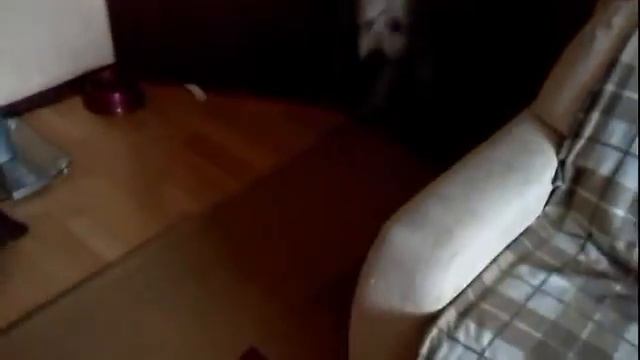 Пёс Тотоша. СОСИСКИ v s ПЕЛЬМЕНЕЙ 2016 год смотреть онлайн