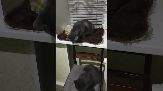 Смотреть до конца продолжение следует.🐱😋🍗 смотреть онлайн