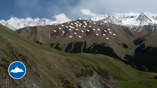 NABU's snow leopard conservation work in Kyrgyzstan, with Biosphere Expeditions mention (in German) смотреть онлайн