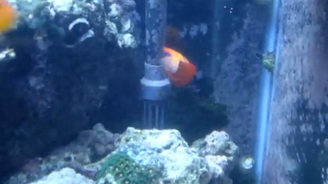 Cyanide Flame Angelfish.MPG смотреть онлайн