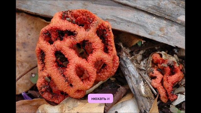 В Сочи завелся очень опасный гриб: красный решеточник вырос из-за теплой зимы.