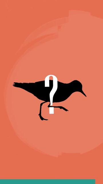 Can you guess 5 out of 5 bird sounds? #shorts смотреть онлайн