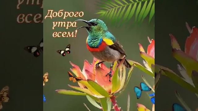 доброе утро мои дорогие друзья . смотреть онлайн