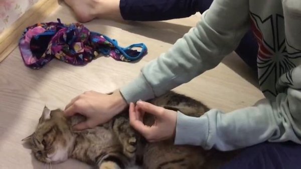 Сделать кота осознанным и чемпионом через массаж, массаж для кота, правильный массаж кота