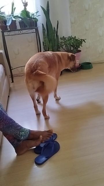 #comedy #dog #cachorro #pet #humor смотреть онлайн