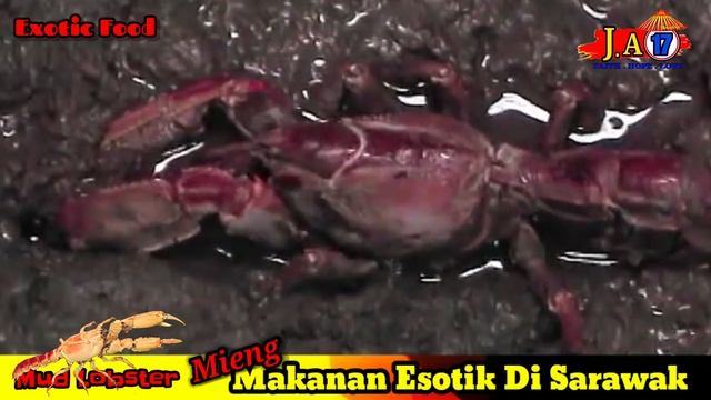 PART 3.2 MIENG ( MUD LOBSTER -Thalassina Anomala ) - Makanan Esotik Di Sarawak смотреть онлайн