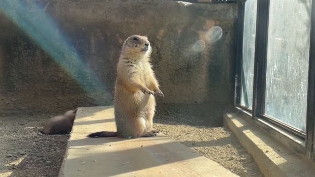 An animal that stands on both feet while looking at the sun смотреть онлайн