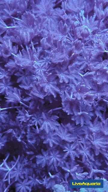 Aquacultured Xenia смотреть онлайн
