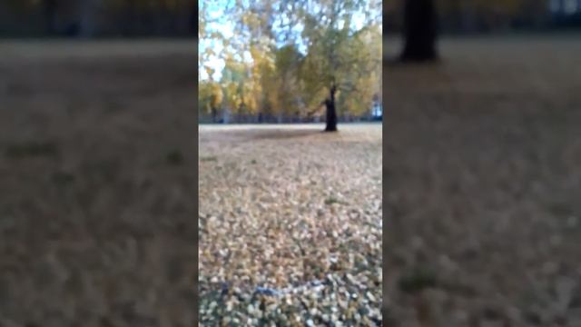 Волшебный лес!