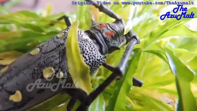 Exotic Beautiful Yellow Spot Longhorn Beetle Palo Verde смотреть онлайн