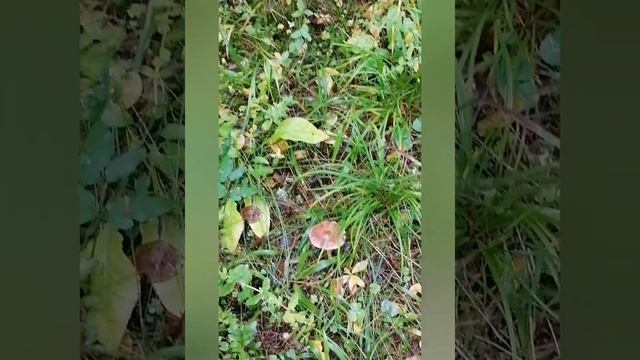 Грибники 90 lvl...😂😂😂 смотреть онлайн