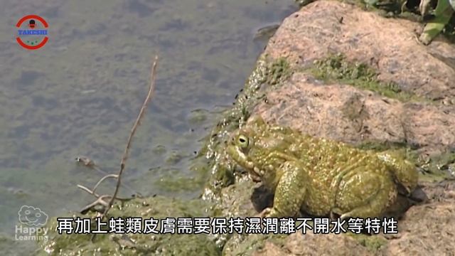[生物放大鏡]毀滅全球兩棲類的"白色大魔王" | 因為牠兩棲類血崩似的毀滅!? |世界首創能自我繁殖活體機器人 смотреть онлайн