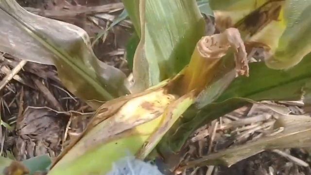Campurkan 2 Obat Ini Untuk Mengobati Busuk Batang Pada Jagung смотреть онлайн