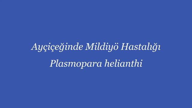 Ayçiçeğin Yapraklarında Görülen Fungal (mantar) Hastalıkları