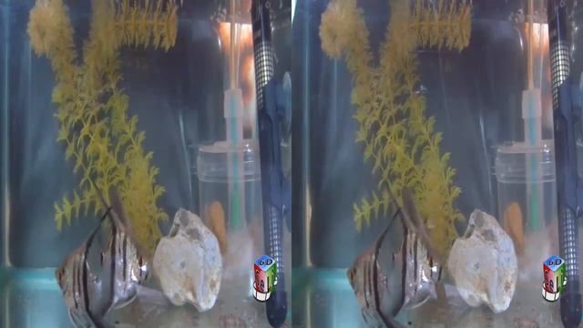 3D. Скалярии. Подводные сражения / Scalars. Underwater battles смотреть онлайн