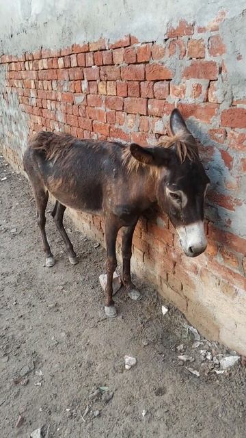 Udas Donkey video / #shorts #shortsviral #donkey #austria #usa смотреть онлайн