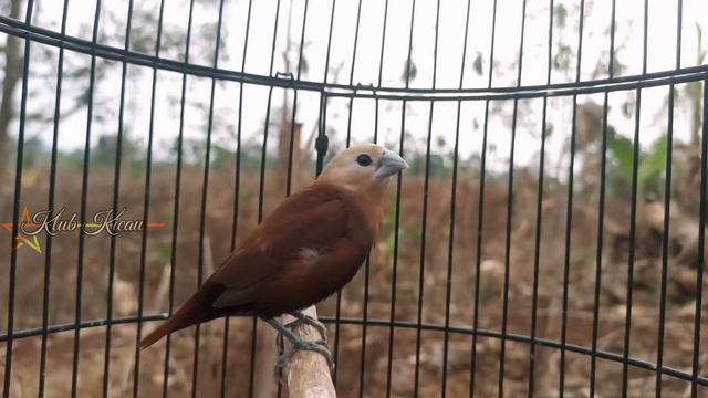 emprit kaji gacor untuk pancingan burung pipit emprit peking bondol kaji biar bunyi 194 смотреть онлайн