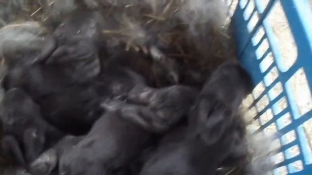 Зимний окрол хиколь ризен