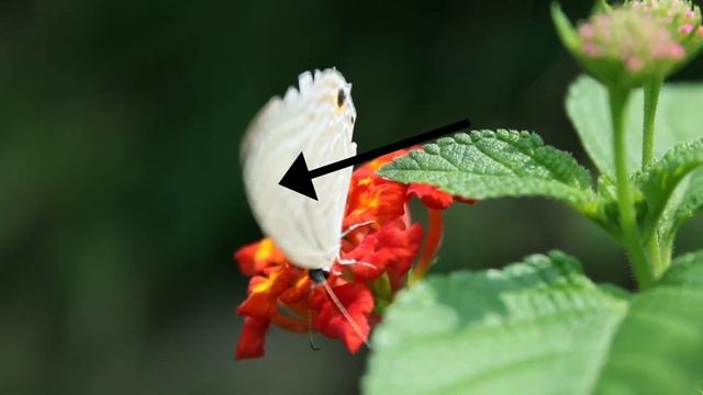 Butterfly Identification | How to identify butterflies | Lycaenidae | Common butterflies of India | смотреть онлайн