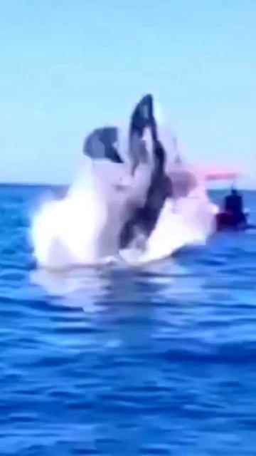 Majestic Dolphin Leaps Into The Air #shorts смотреть онлайн