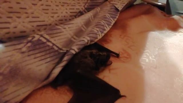 Мышонок который умеет летать смотреть онлайн