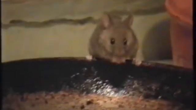 Блестящая мышь смотреть онлайн