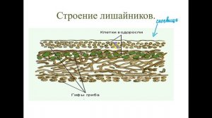 лишайники урок 1 ДО Биология